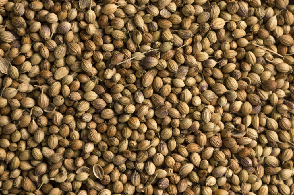 2. Coriander Seeds