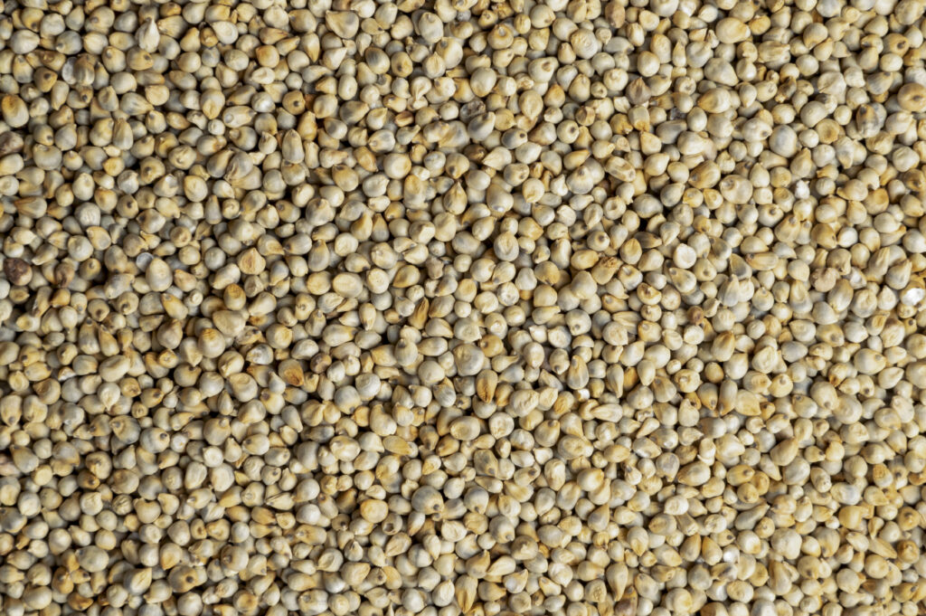 2. Pearl Millet